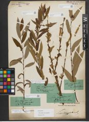 Foto von Salix triandra subsp. amygdalina (L.) Schübl. & G. Martens